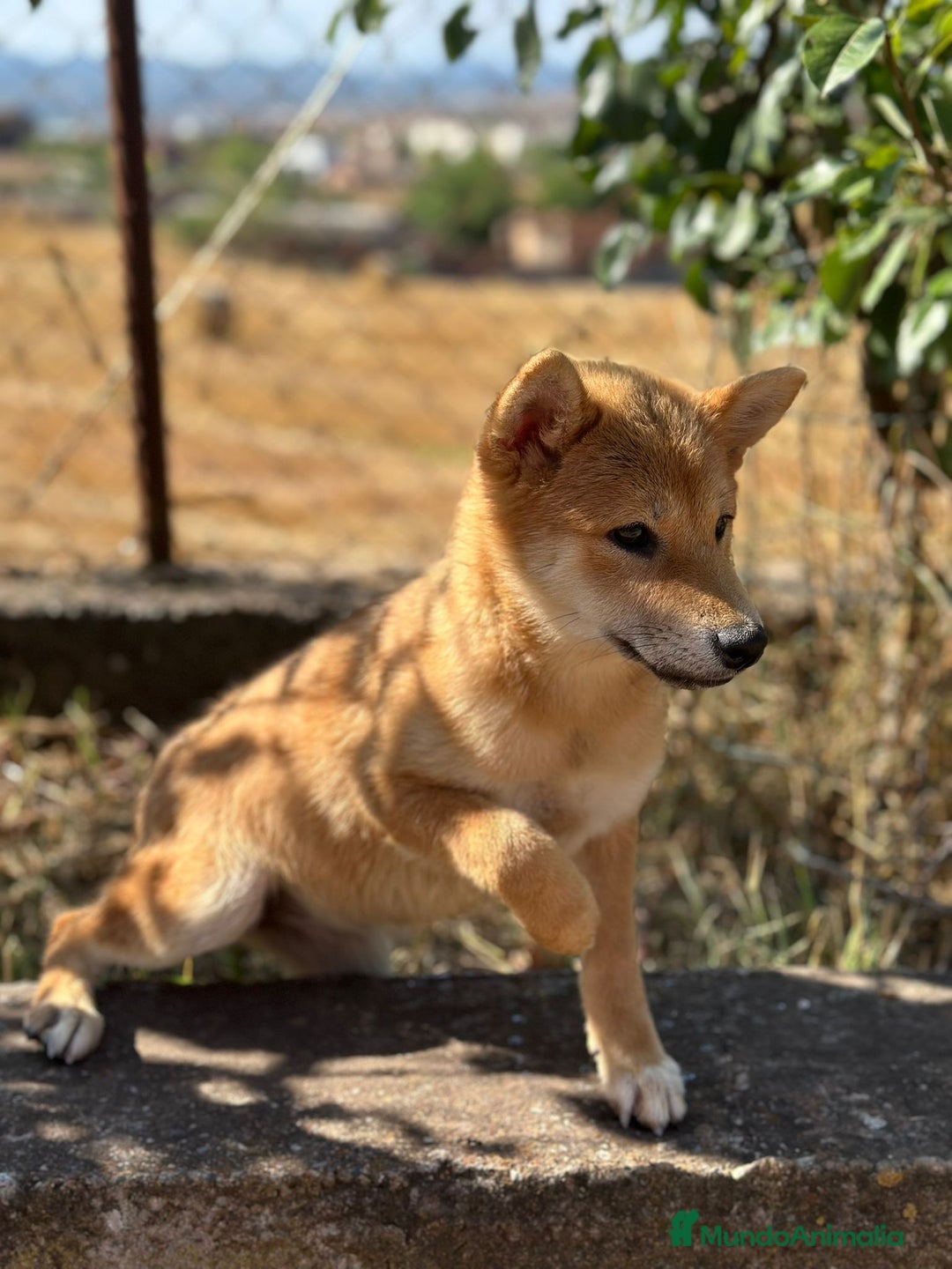 Shiba Inu perros en venta: Shiba inu hembra  - Imagen 2