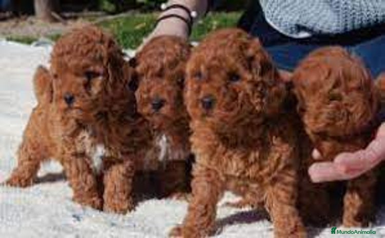 Caniche Toy perros - Anuncio 1