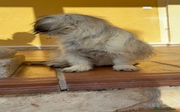 Pekinés perros en venta: Cachorro de pekinés imperial hembra  - Anuncio 2