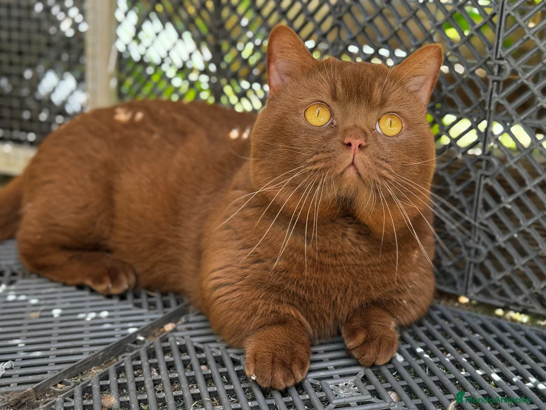 Munchkin gatos en venta: Munchkin adulto  - Anuncio 1