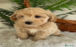 Maltipoo perros en venta: MALTIPOO - Imagen 2