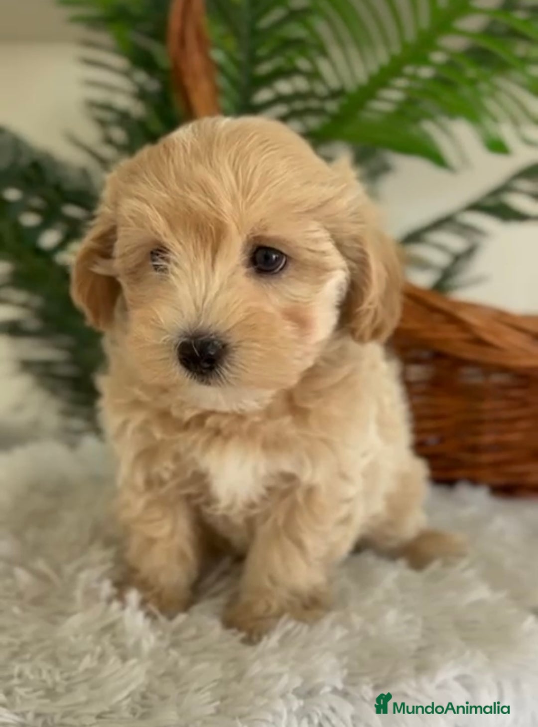 Maltipoo perros en venta: MALTIPOO - Imagen 2