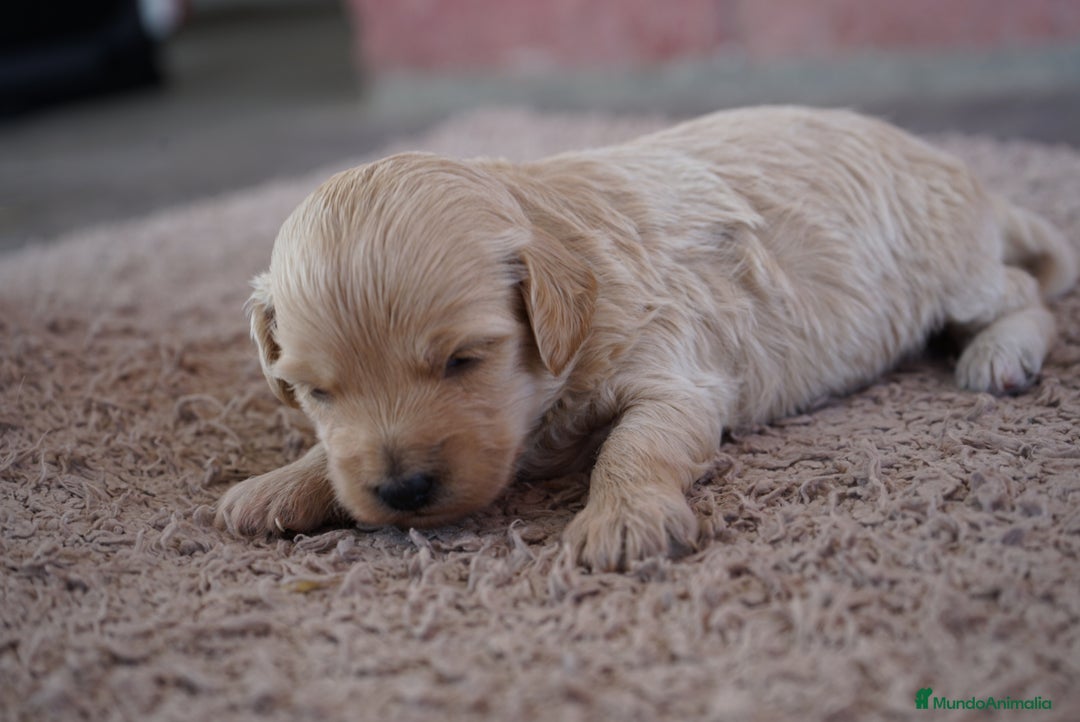 Maltipoo perros en venta: ✨ Tres pequeñas Maltipoo · 🐶 20 días de vida - Imagen 2