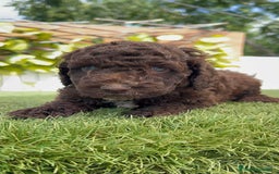 Perro de Agua Español perros en venta: PERRO DE AGUA ESPAÑOL - Imagen 11
