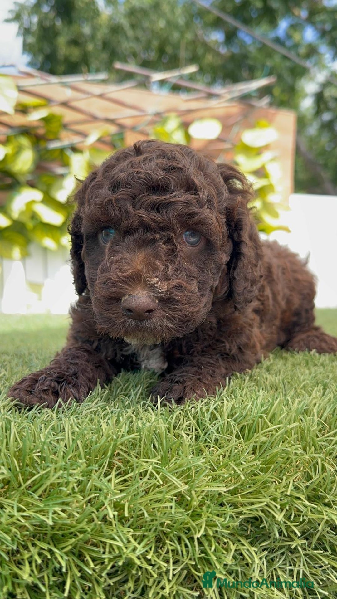 Perro de Agua Español perros en venta: PERRO DE AGUA ESPAÑOL - Imagen 11