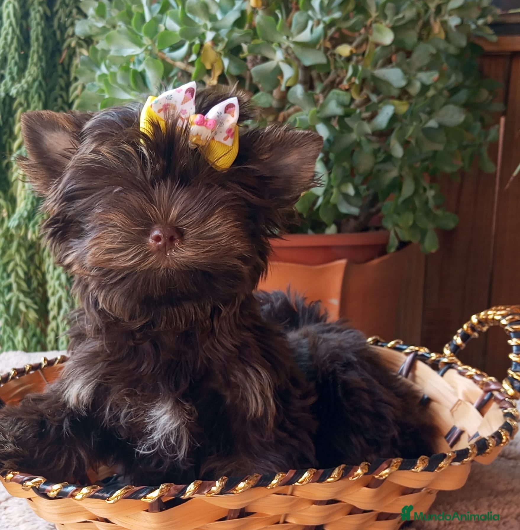 Yorkshire Terrier perros Cachorros  Yorkshire Exoticos - Anuncio 6