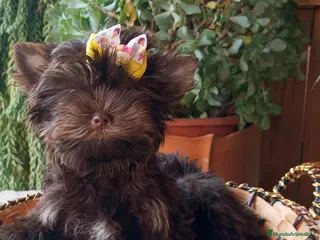 Yorkshire Terrier perros Cachorros Yorkshire Exoticos - Anuncio 1