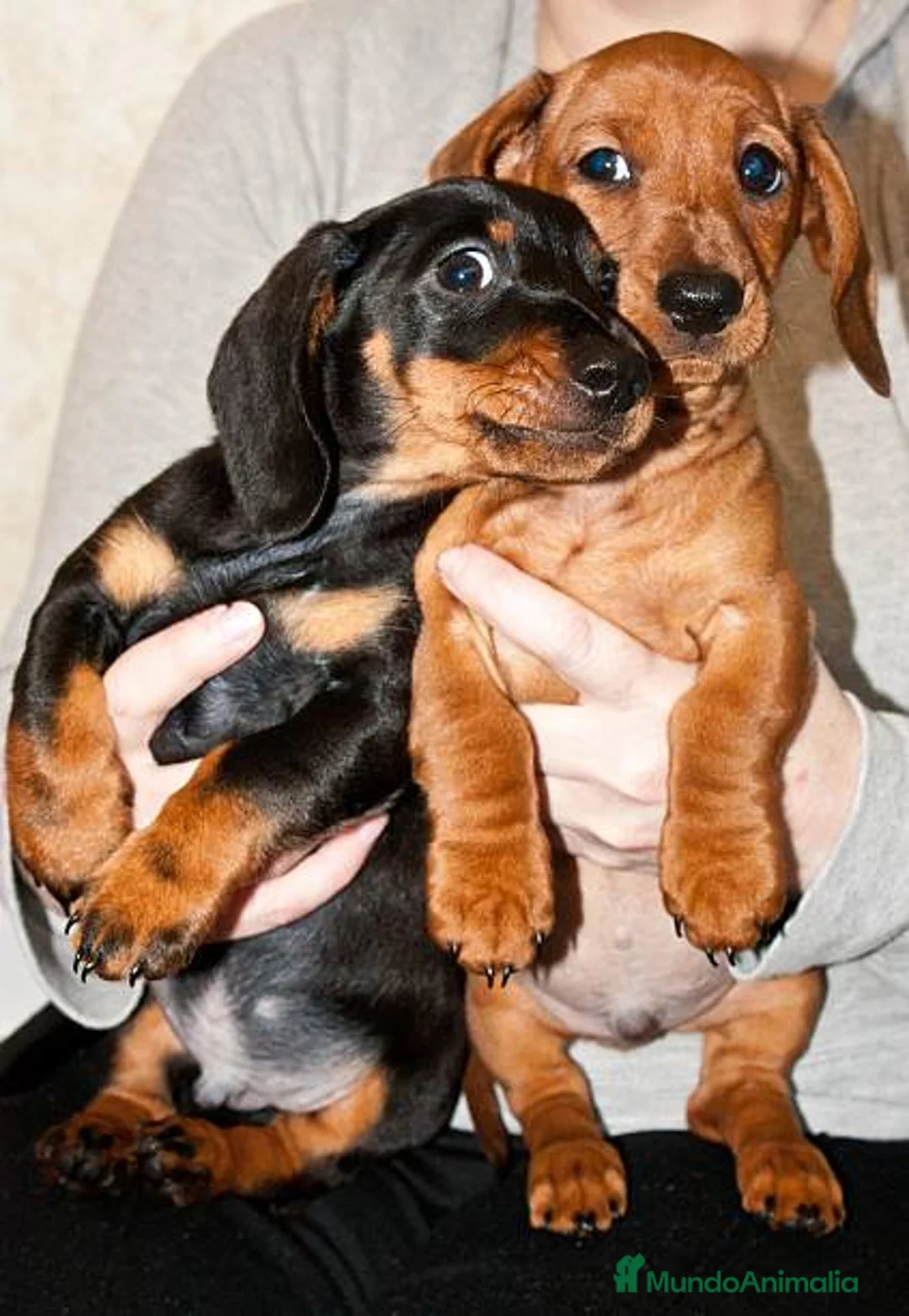 Teckel Miniatura perros en venta: teckel clásicos miniatura  - Anuncio 1