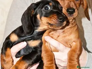 Teckel Miniatura perros teckel clásicos miniatura - Anuncio 28