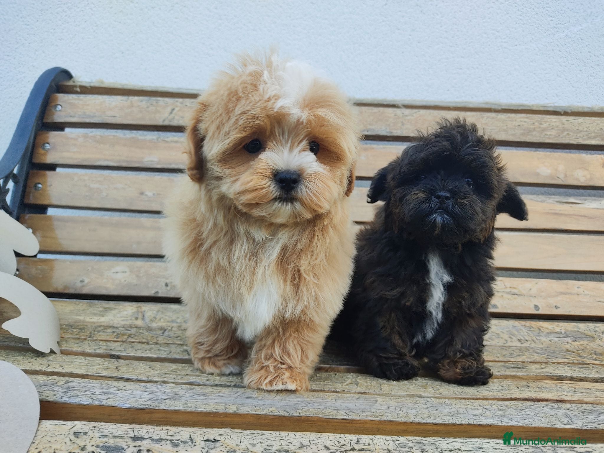 Maltipoo perros Maltipoo mini  - Anuncio 1