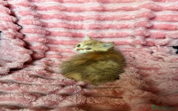 Británico de Pelo Corto gatos en venta: Preciosa British Calicó Diluida - Imagen 3