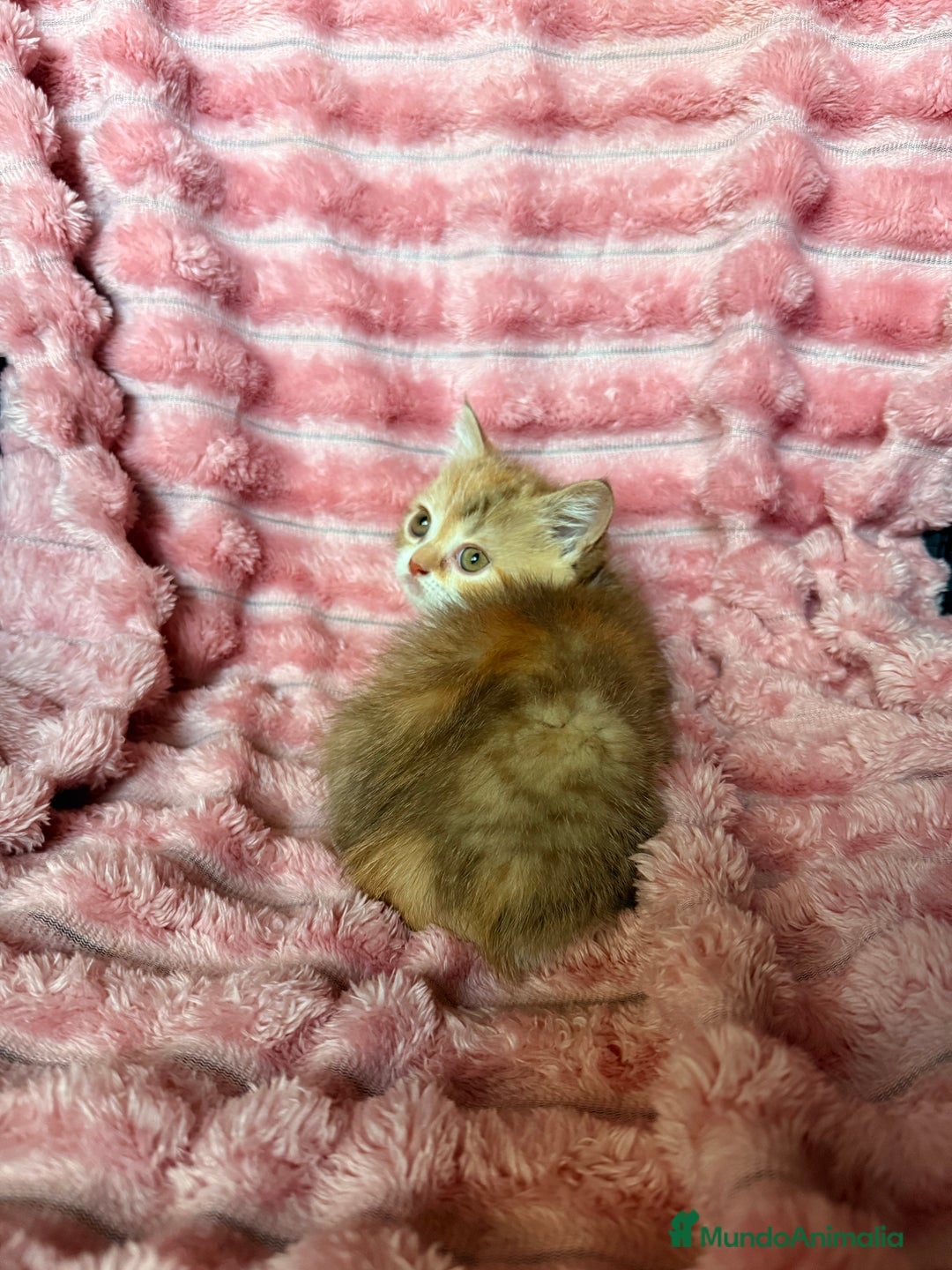 Británico de Pelo Corto gatos en venta: Preciosa British Calicó Diluida - Imagen 3