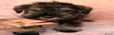 Schnauzer Miniatura 3