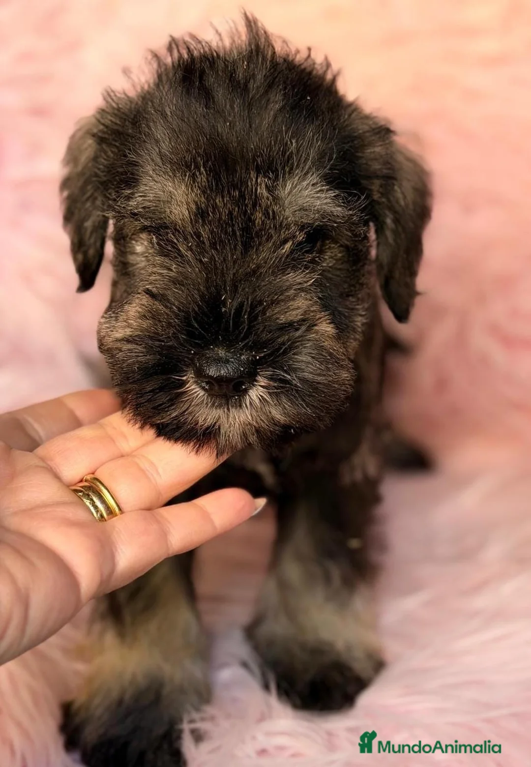 Schnauzer Miniatura perros en venta: Schnauzer miniatura sal y pimiento y negros - Anuncio 2