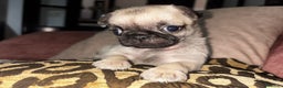Carlino - Pug perros en venta: Última hembra de carlino - Anuncio 5