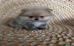 Pomerania perros en venta: POMERANIA // CACHORROS  - Anuncio 3