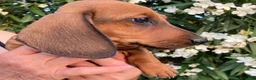 Teckel perros en venta: TECKEL ROJA FINANCIACIÓN SIN INTERESES!  - Anuncio 2