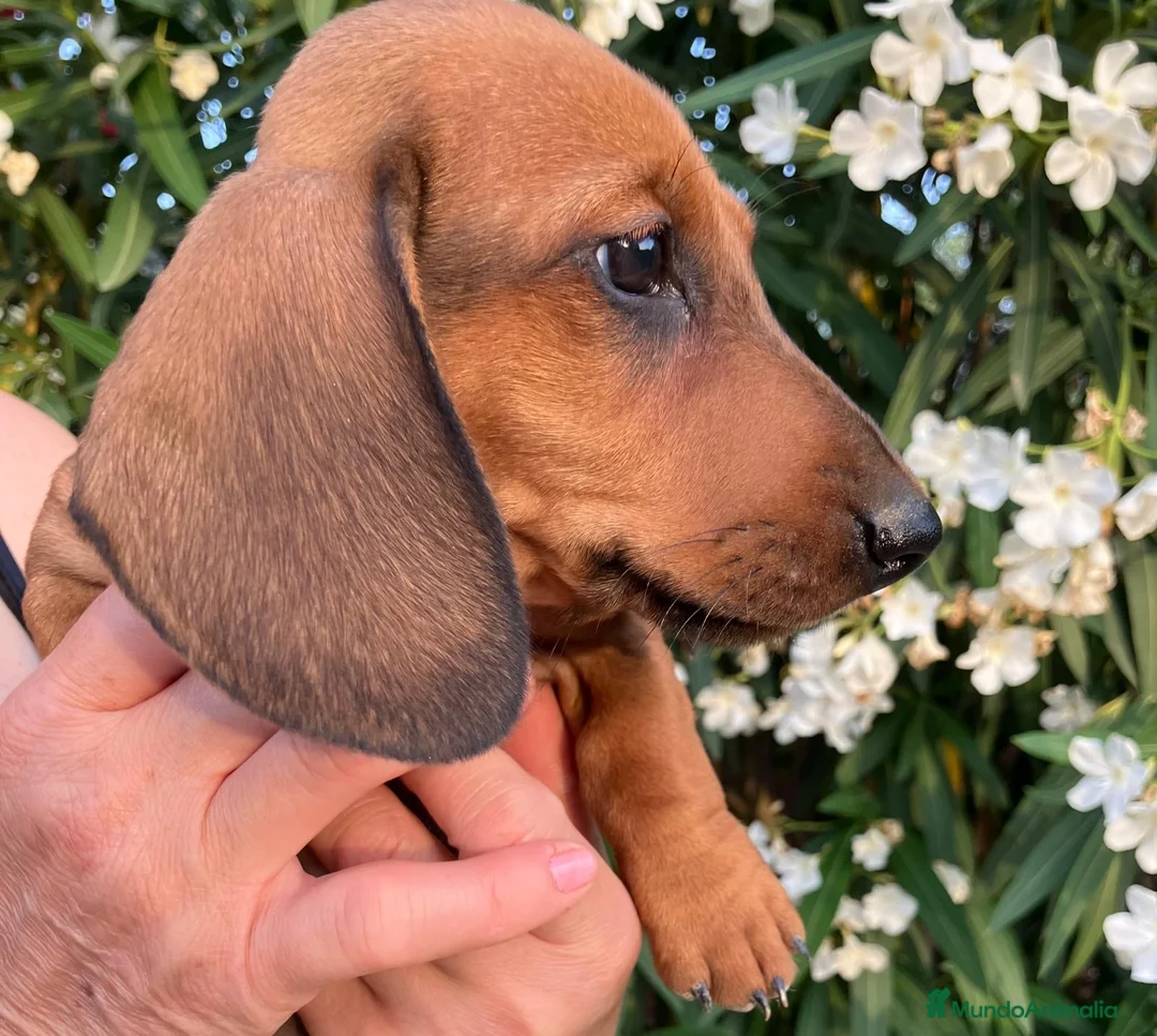 Teckel perros en venta: TECKEL ROJA FINANCIACIÓN SIN INTERESES!  - Anuncio 2