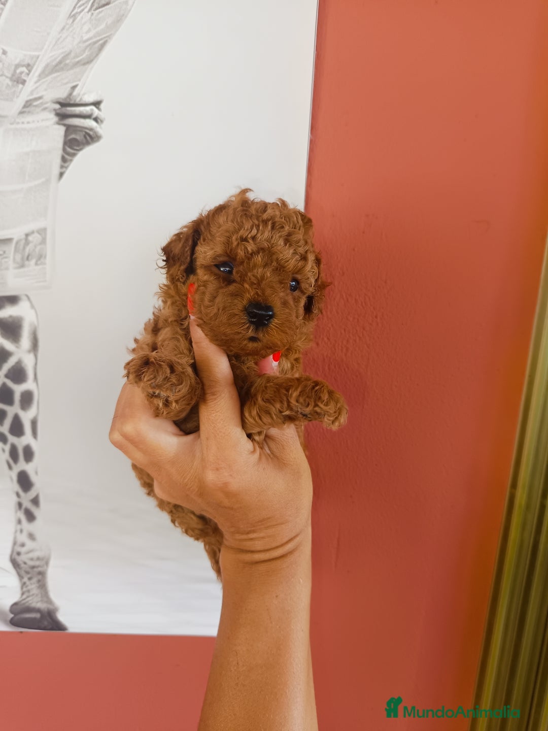 Caniche Toy perros en venta: Caniche toy  - Imagen 1