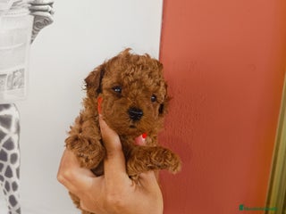 Caniche Toy perros - Anuncio 32