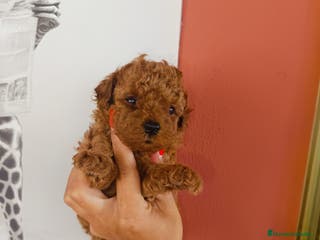 Caniche Toy perros Caniche toy - Anuncio 22