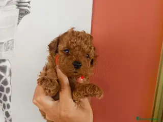 Caniche Toy perros Caniche toy - Anuncio 36