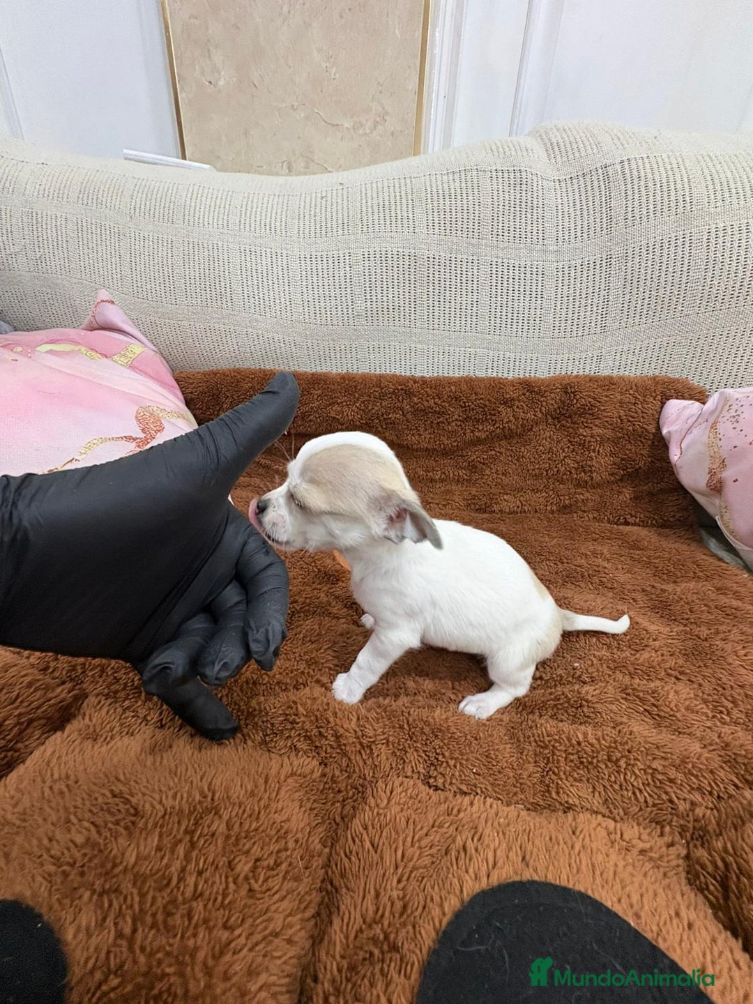 Chihuahua perros en venta: Chihuahua toy - Anuncio 3