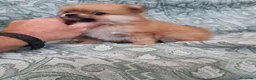 Pomerania perros en venta: IMPRESIONANTES POMERANIA MACHOS Y HEMBRAS  - Anuncio 18