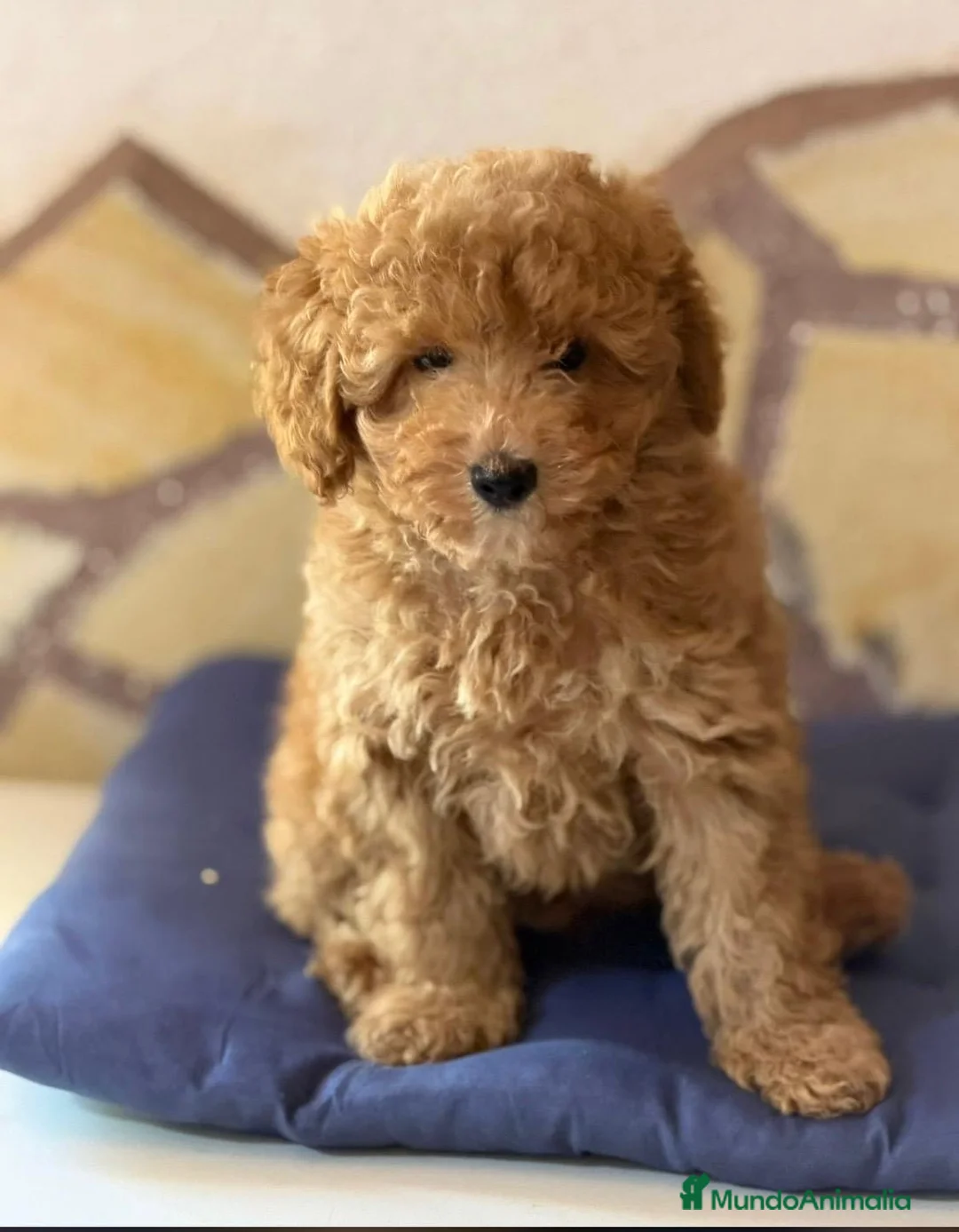 Caniche Toy perros en venta: Caniche toy apricot  - Anuncio 1