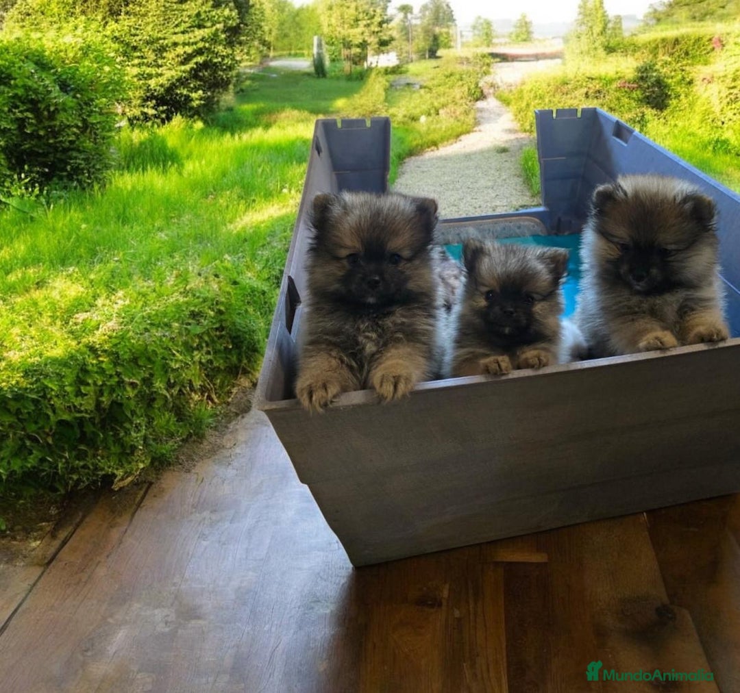 Pomerania perros en venta: POMERANIA SABLE - MACHO Y HEMBRA - Imagen 1