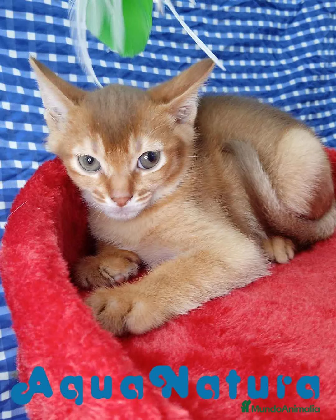 Abisinio gatos en venta:  Abisinio Macho de Mia 4177 - AQUANATURA en Barcelona - Anuncio 5