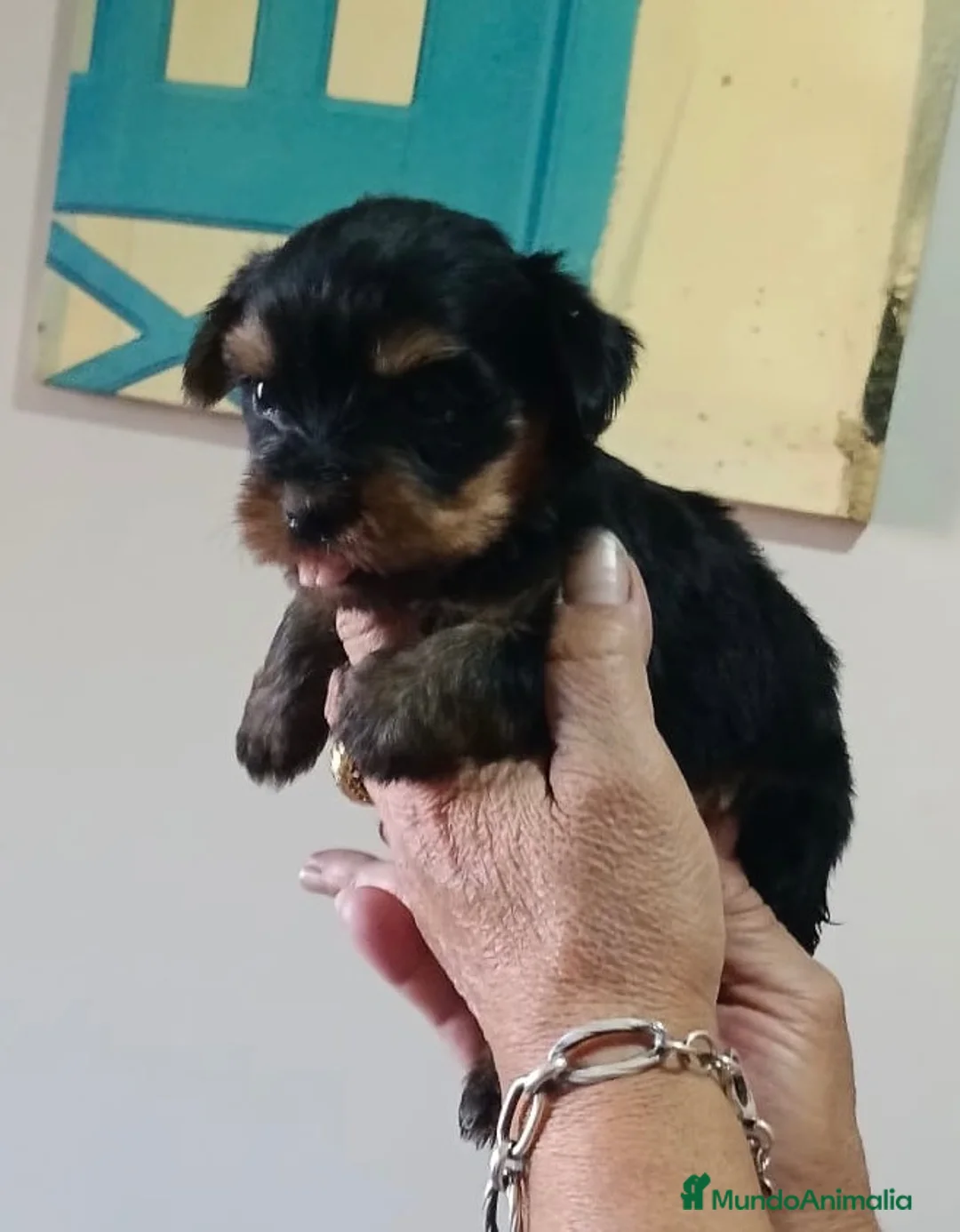 Yorkshire Terrier perros en venta: Preciosos Cachorros Yorkshire - Anuncio 2