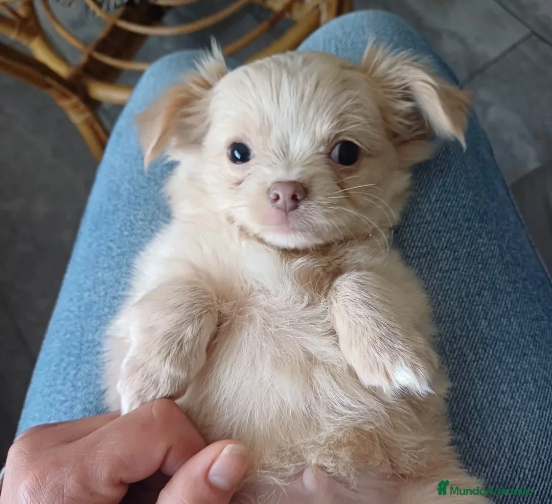 Chihuahua perros en venta: CHIHUAHUA CACHORROS PRECIOSOS  - Anuncio 2