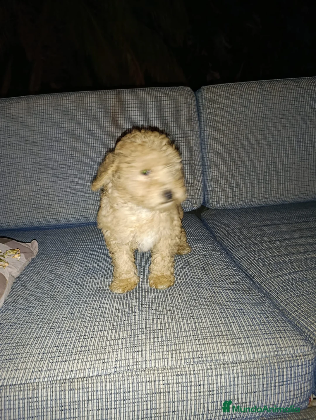 Raza Mixta perros en venta: CANICHE - Anuncio 1