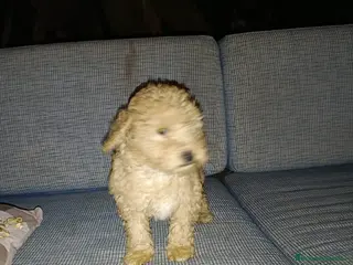 Raza Mixta perros CANICHE - Anuncio 1