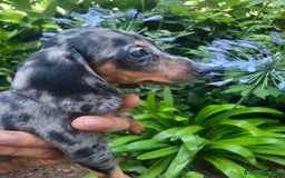 Teckel Miniatura perros en venta: Teckel de pelo corto  - Imagen 1