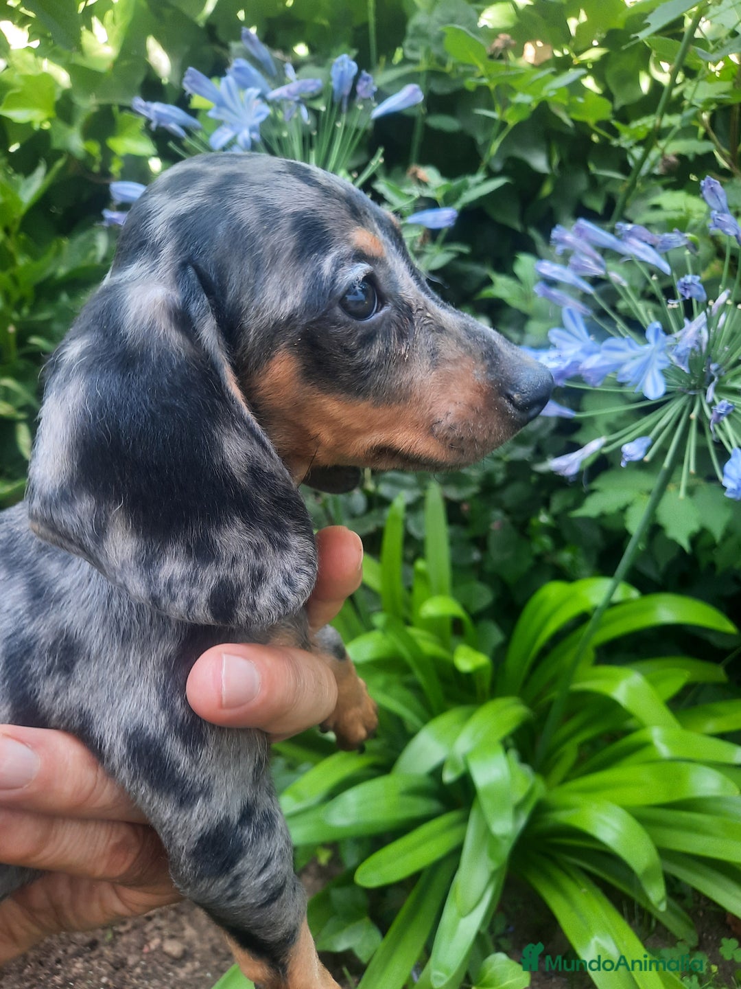 Teckel Miniatura perros en venta: Teckel de pelo corto  - Imagen 1