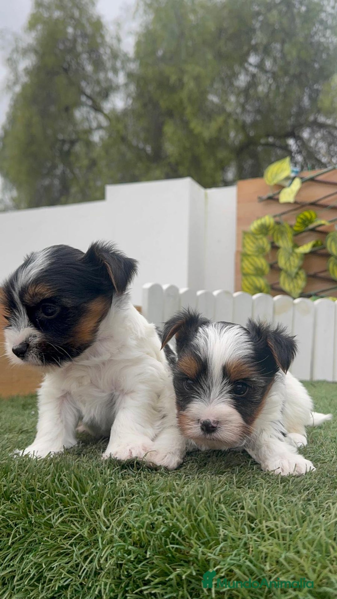 Yorkshire Terrier perros en venta: YORKSHIRE BIEWER MACHOS - Anuncio 13