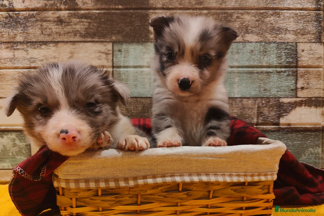 Border Collie perros en venta: Cachorros Border Collie listos para entregar - Anuncio 4
