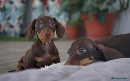 Teckel Miniatura perros en venta: ✨ Cacao & Bongo ✨ - Imagen 13