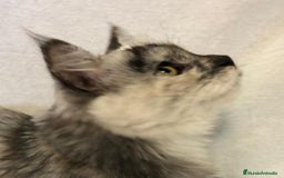 Maine Coon gatos en venta: Maine Coon Hembras - Imagen 7