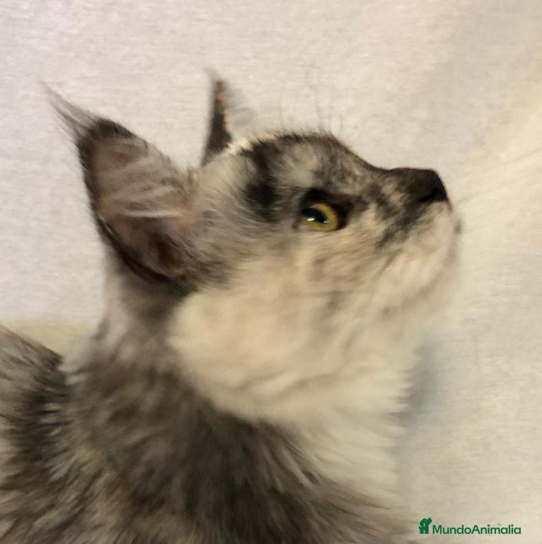 Maine Coon gatos en venta: Maine Coon Hembras - Imagen 7