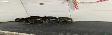 Pinscher Miniatura 2