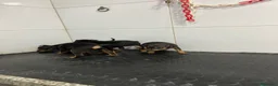 Pinscher Miniatura perros en venta: Cachorros Mini Pinscher 500€ ¡PRECIO REAL!   - Anuncio 5