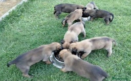 Pastor Belga Malinois perros en venta: Pastor belga  - Imagen 3