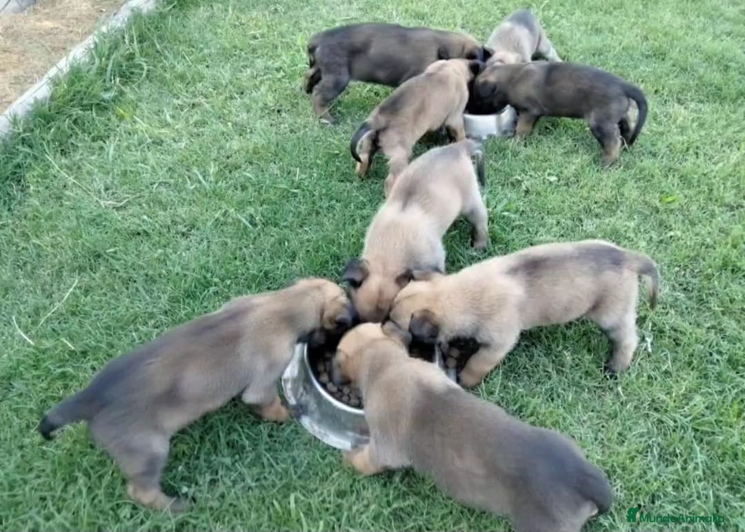 Pastor Belga Malinois perros en venta: Pastor belga  - Imagen 3