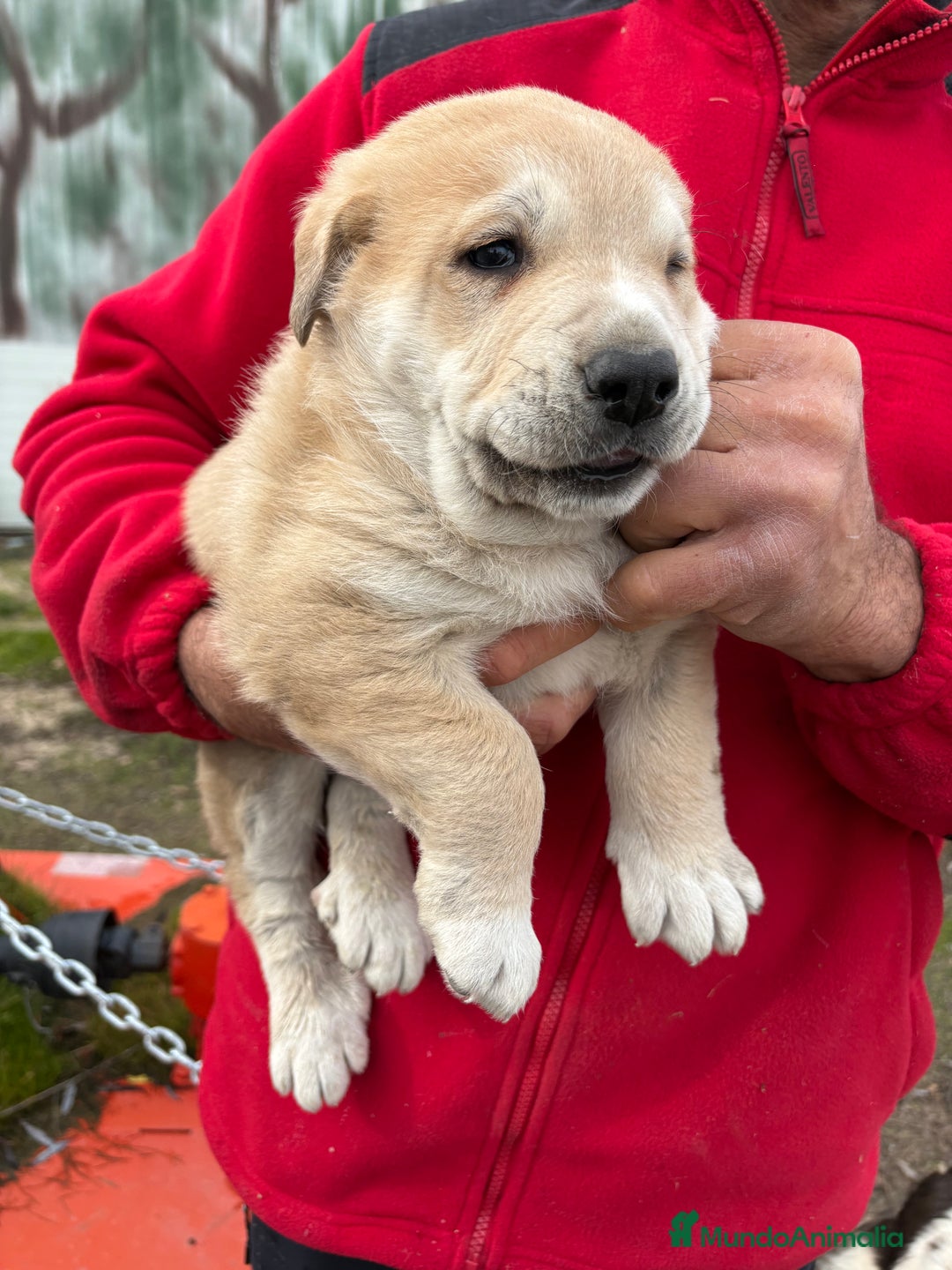 Mastín Español perros en venta: Macho mastín Español cachorro - Anuncio 4