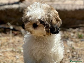 Shih Tzu perros SHIH TZU TOY DISPONIBLE - Anuncio 6
