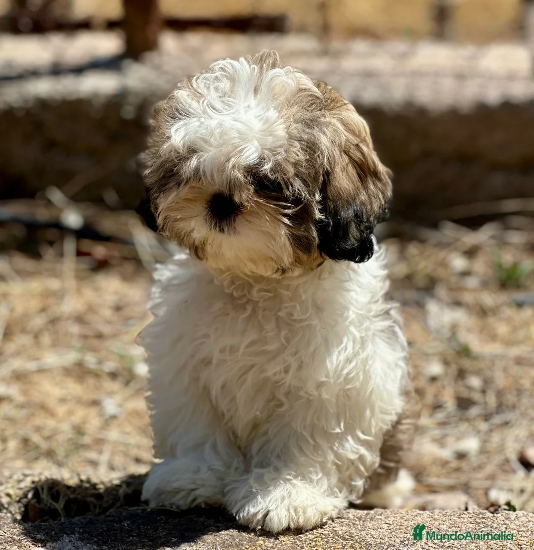 Shih Tzu perros en venta: SHIH TZU TOY DISPONIBLE - Anuncio 1