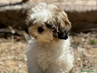 Shih Tzu perros SHIH TZU TOY DISPONIBLE - Anuncio 3